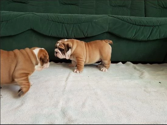 bulldog inglese - pp - cuccioli | Foto 2