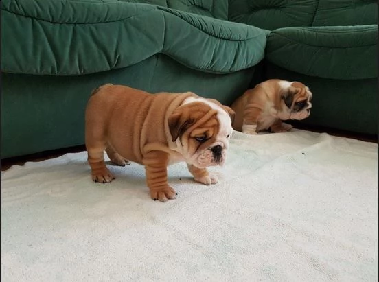 bulldog inglese - pp - cuccioli | Foto 1