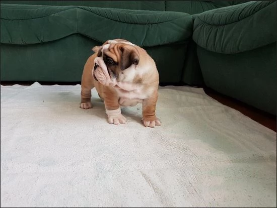 bulldog inglese - pp - cuccioli