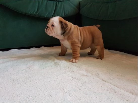 bulldog inglese - pp - cuccioli | Foto 0