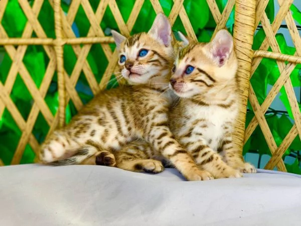 cuccioli di gatto bengala | Foto 2