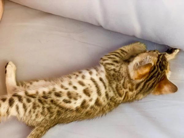 cuccioli di gatto bengala | Foto 1