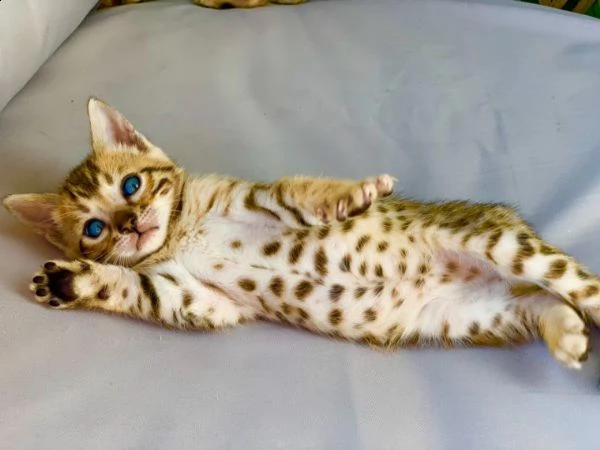 cuccioli di gatto bengala | Foto 0