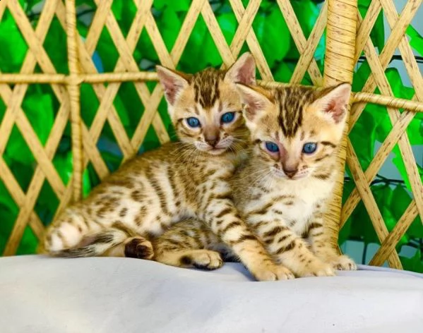 cuccioli di gatto bengala