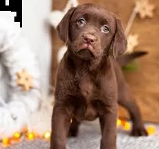 labrador cuccioli color cioccolato  | Foto 1