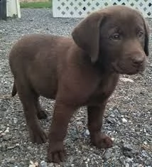 labrador cuccioli color cioccolato  | Foto 0