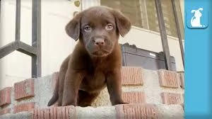 labrador cuccioli color cioccolato 