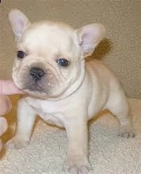 adorabili cuccioli di bulldog francese