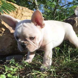 adorabili cuccioli di bulldog francese | Foto 1