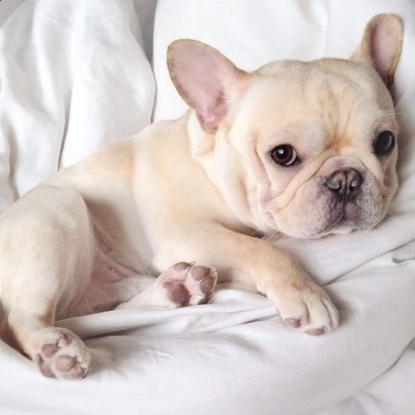 adorabili cuccioli di bulldog francese | Foto 0
