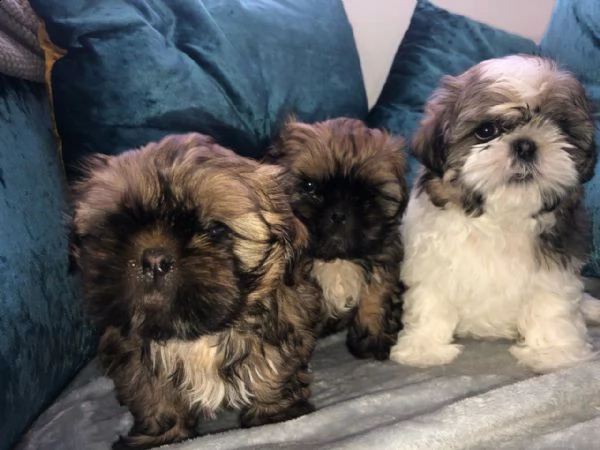 piccola ragazza in bianco e nero imperiale shih tzu