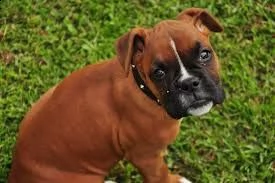 cuccioli di boxer intelligenti ** gratuiti ** adozione disponibili splendidi cuccioli maltesi (masch