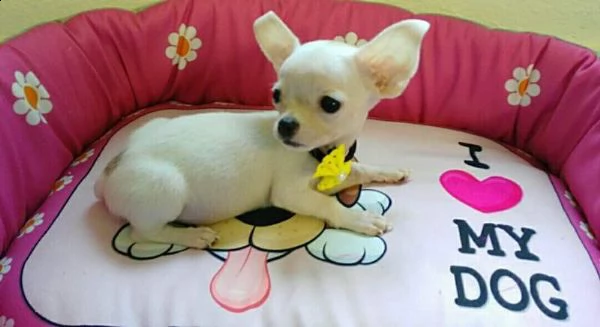  cuccioli di chihuahua toy.