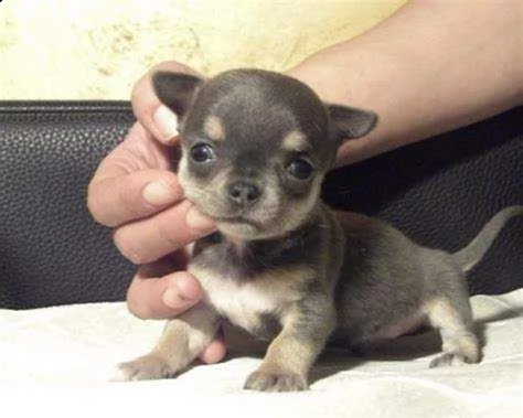 cucciolini pincher chihuahua 