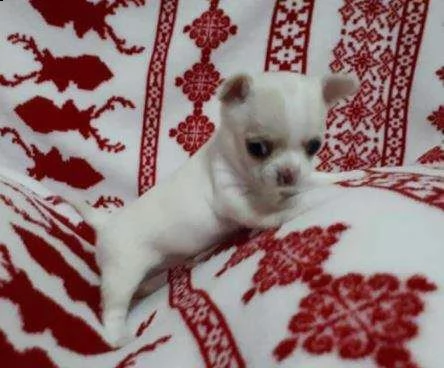  puppy chihuahua mini 