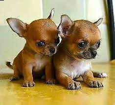  chihuahua messicani toy 