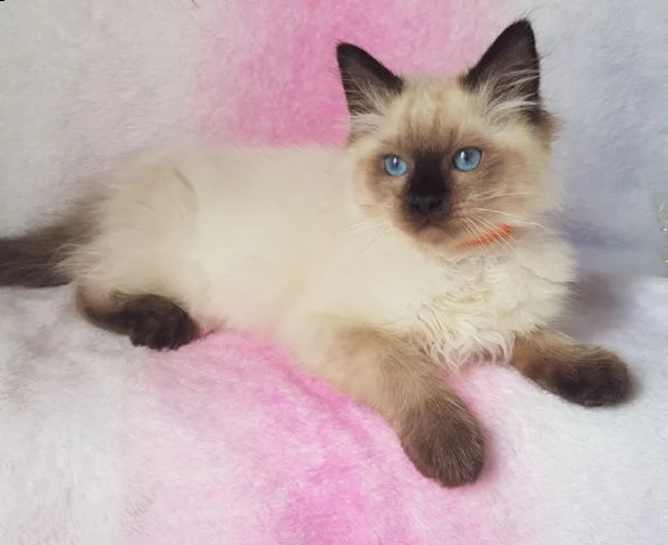 bellissimo ragdoll felv-fif | Foto 0