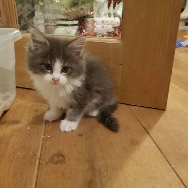 gattini crema maine coon anfi