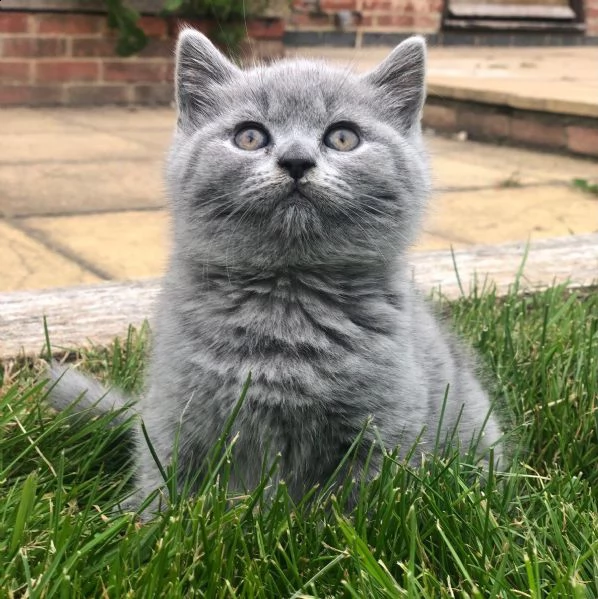 british shorthair gattini di 2 mesi | Foto 0