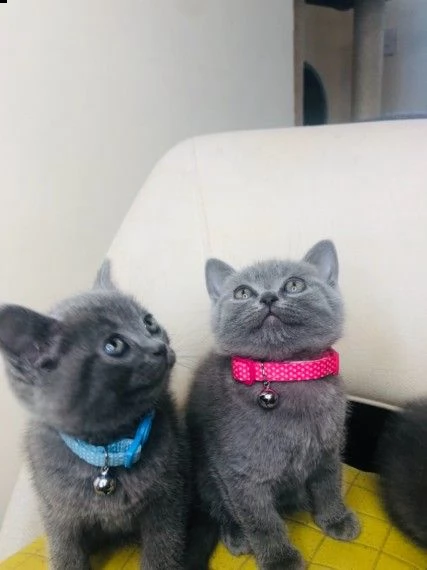 british shorthair gattini di 2 mesi