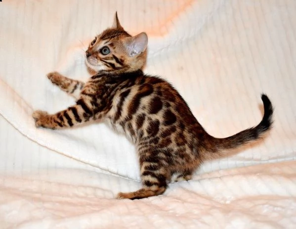 bellissimi bengala maschio e femmina | Foto 0