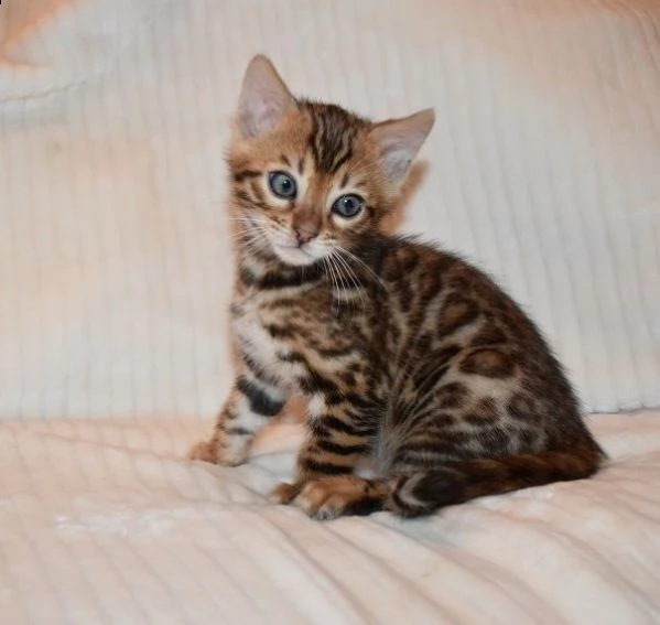 bellissimi bengala maschio e femmina