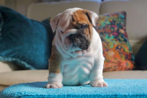 bulldog inglese maschio 1 e femmina 1 | Foto 1
