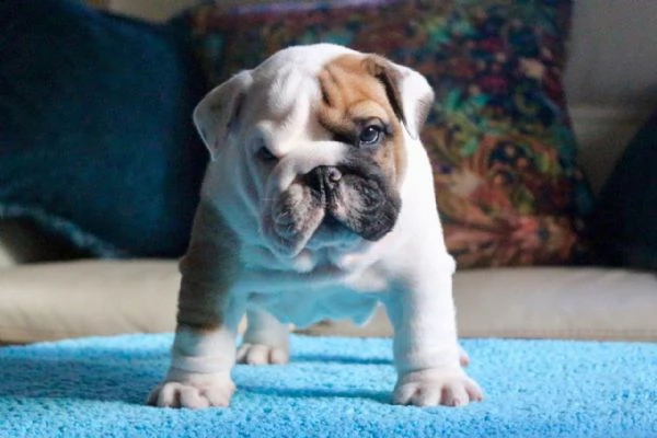 bulldog inglese maschio 1 e femmina 1 | Foto 0