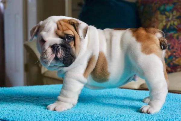 bulldog inglese maschio 1 e femmina 1