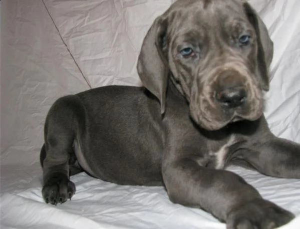 alano cuccioli pedigree