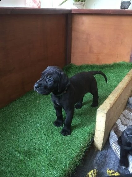 alano cuccioli pedigree | Foto 0