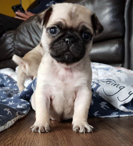 carlino cuccioli | Foto 1