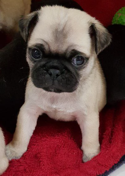 carlino cuccioli | Foto 0