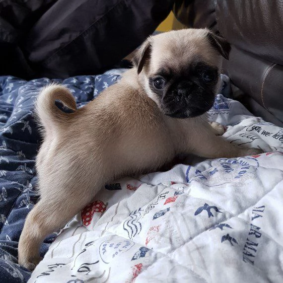 carlino cuccioli
