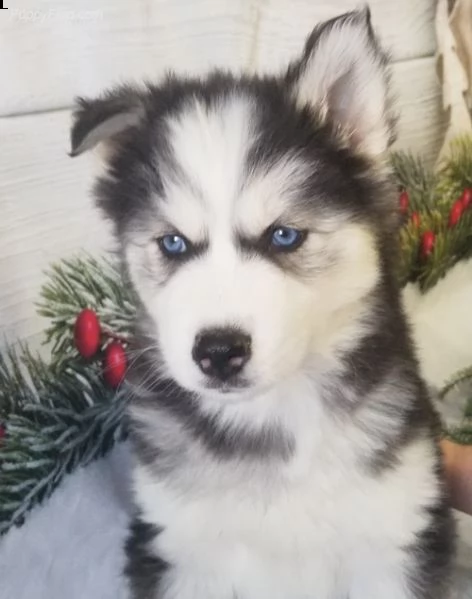 cucciolo di siberian husky]]