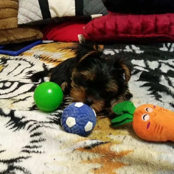 cuccioli yorkie tiny teacup registrati akc / ckc