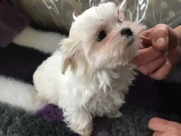 cuccioli di salute bichon frise disponibili | Foto 0