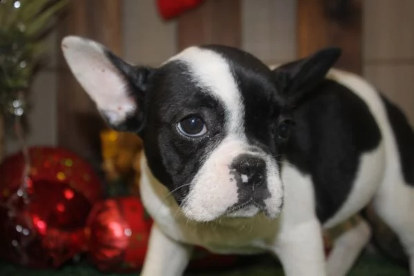 cuccioli di bulldog francese in vendita | Foto 1