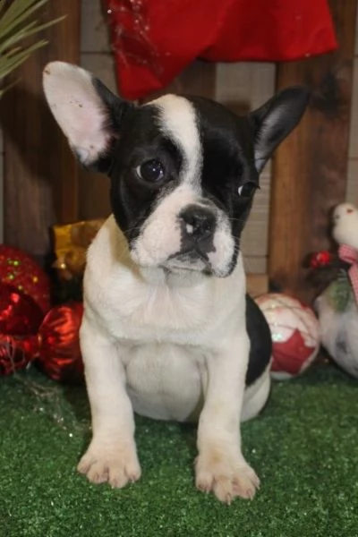 cuccioli di bulldog francese in vendita