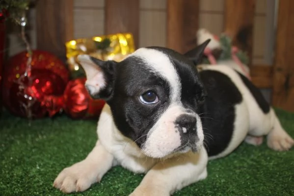 cuccioli di bulldog francese in vendita | Foto 0