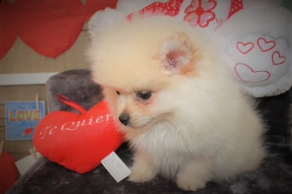 ho un bellissimo cucciolo di pomerania teacup.