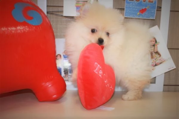 ho un bellissimo cucciolo di pomerania teacup. | Foto 1