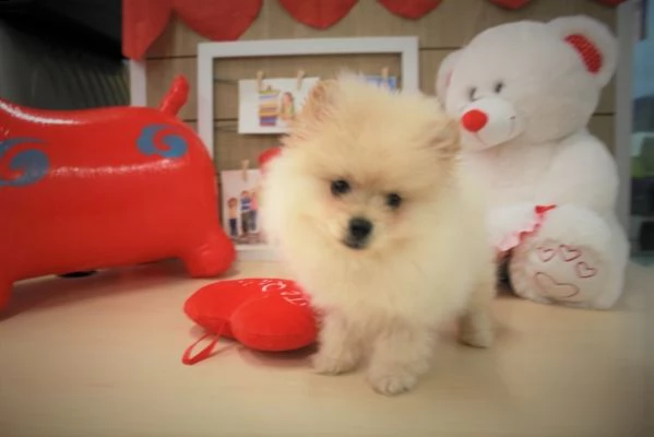 ho un bellissimo cucciolo di pomerania teacup. | Foto 0