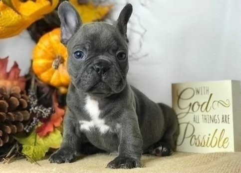cuccioli di bulldog francese platino lilla e blu