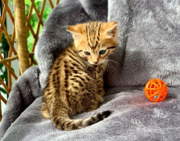 gattini bengala di razza | Foto 0
