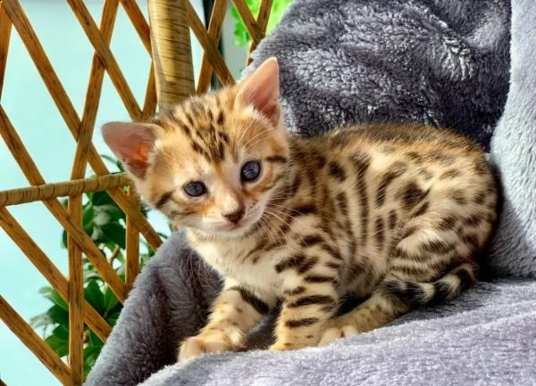 gattini bengala di razza