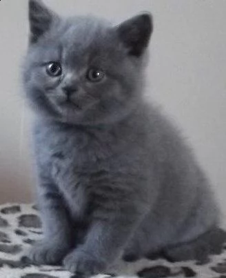 gattini di razza certosino | Foto 0