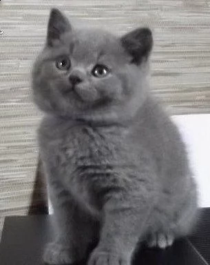 gattini di razza certosino