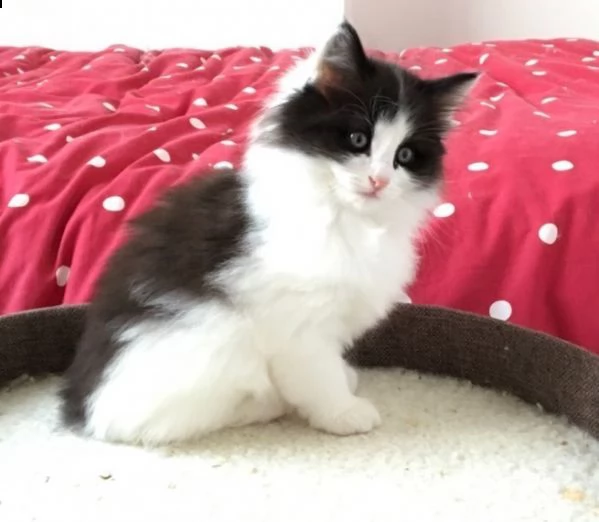 norvegese delle foreste gattini | Foto 1