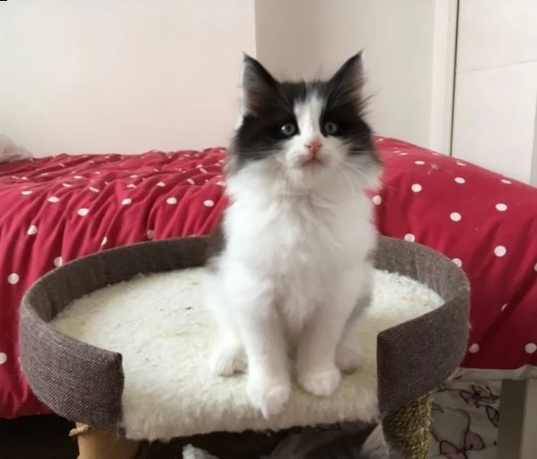 norvegese delle foreste gattini